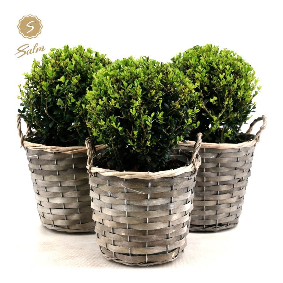Ilex cren. Jenny (+ drp.Basket) 35cm 19cm Pot