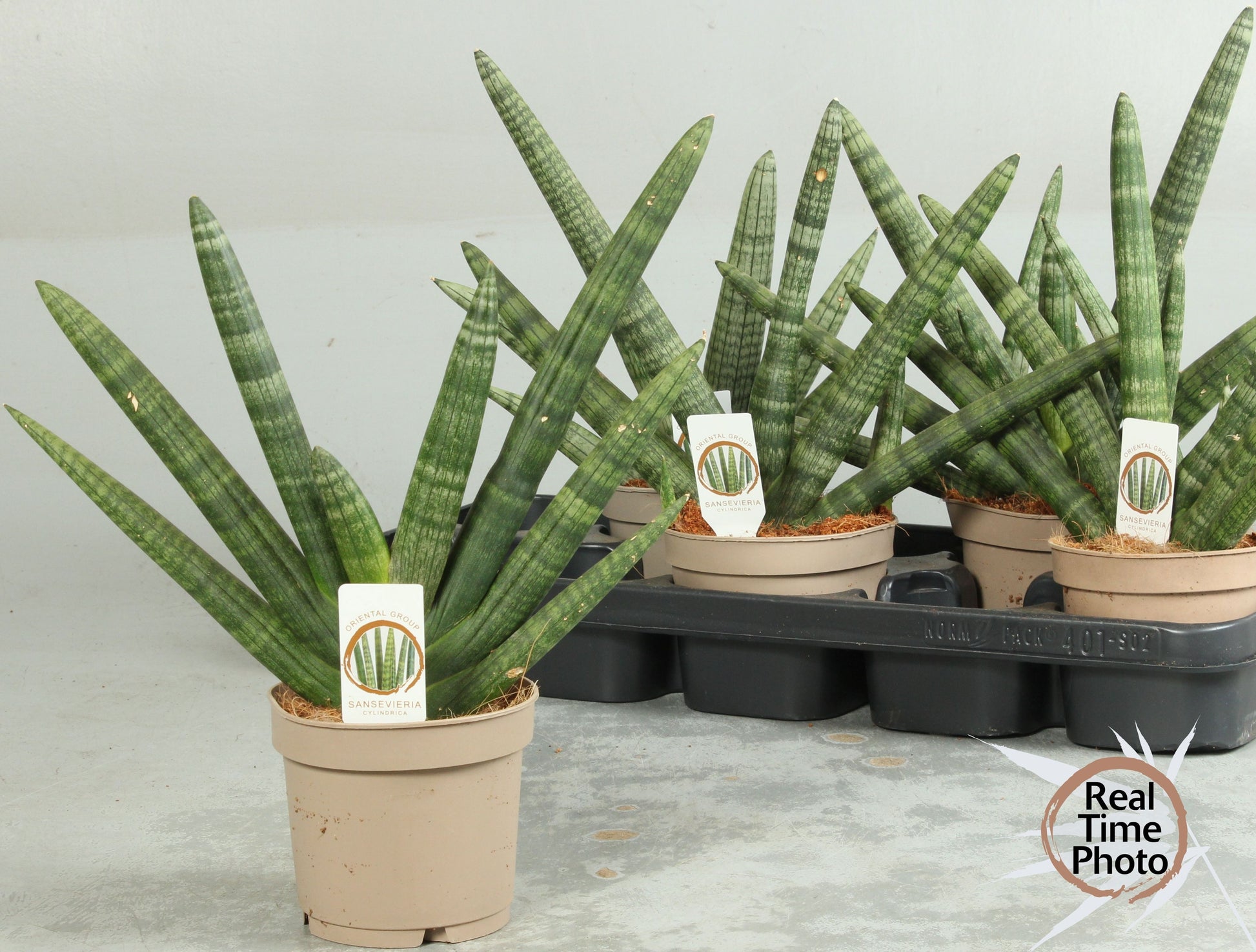 Sansevieria cyl. Handshake 30cm 12cm Pot