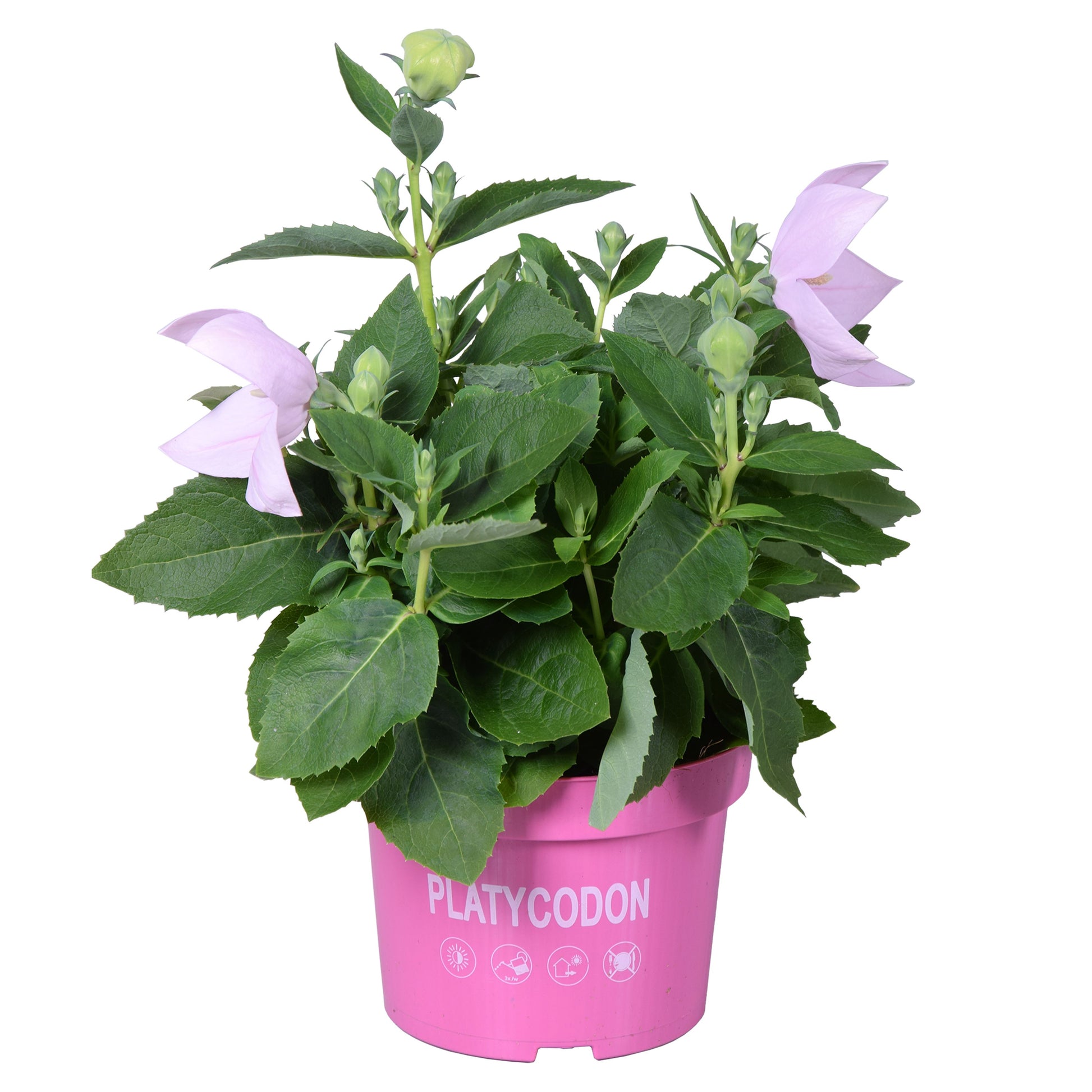 Platycodon graniflorus Astra Pink 25cm 13cm Pot