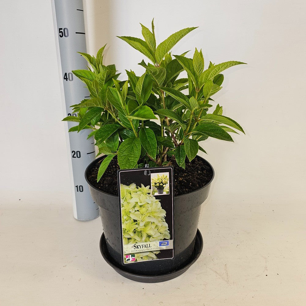 Hydrangea pan. Skyfall 75cm 29cm Pot