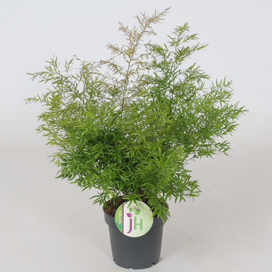 Asparagus den. Cwebe 30cm 12cm Pot