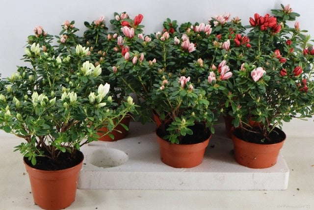 Rhododendron simsii mix 40cm 14cm Pot