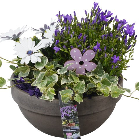 PTPP6930 Arrangementen Perkplanten 26cm 23cm Pot