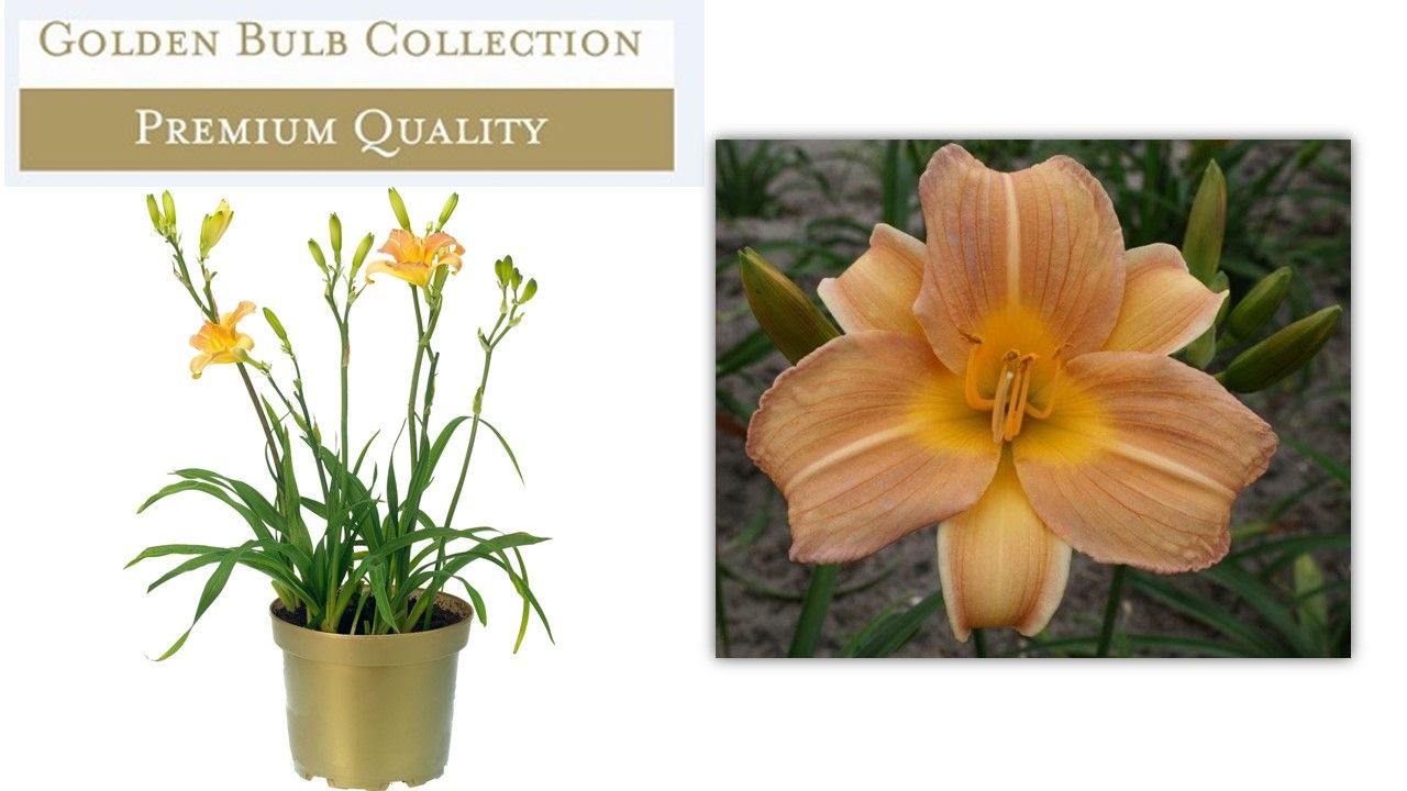 Hemerocallis Sandy Breeze 45cm 17cm Pot