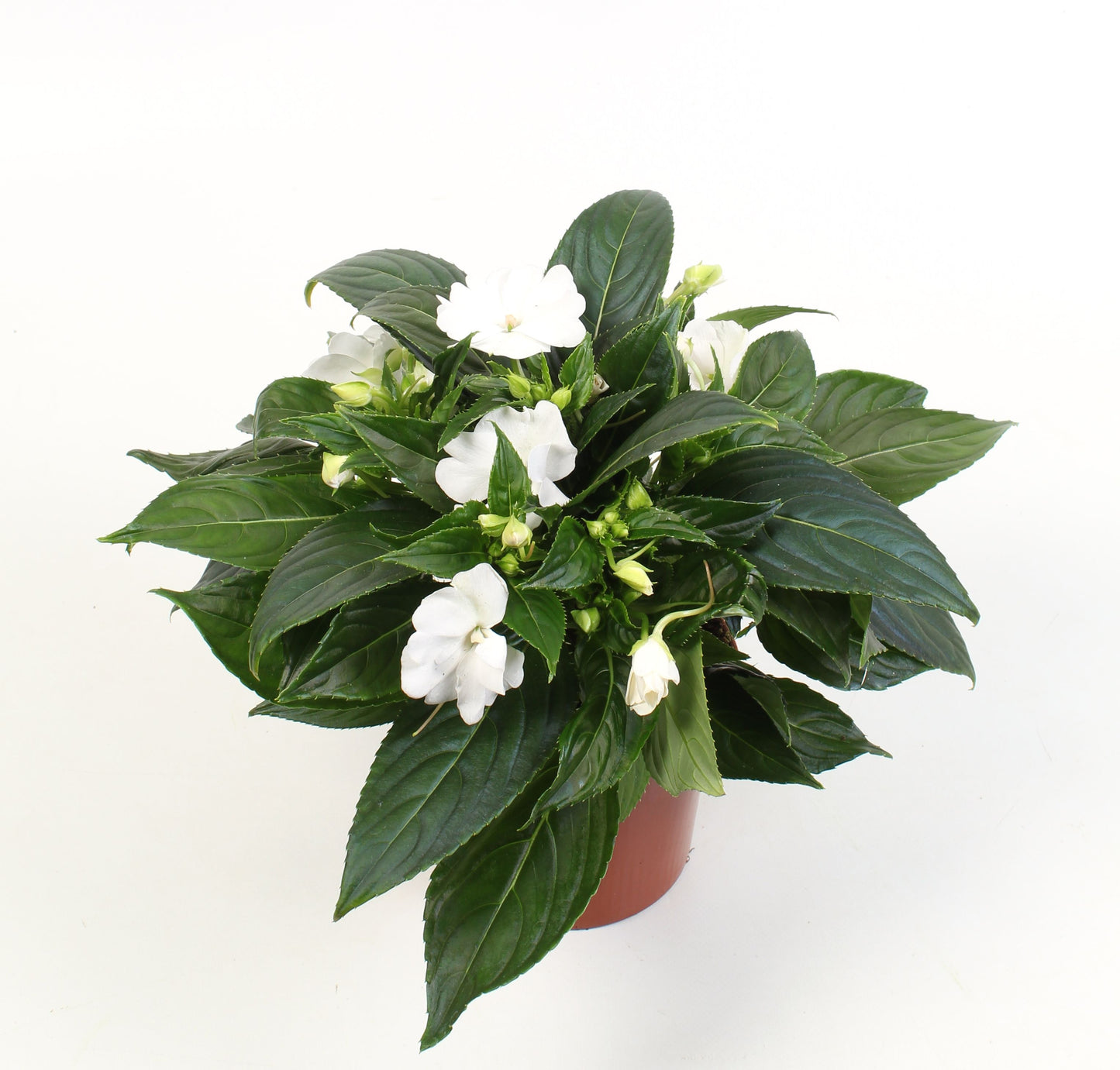 Impatiens ng. Celebration White 25cm 13cm Pot