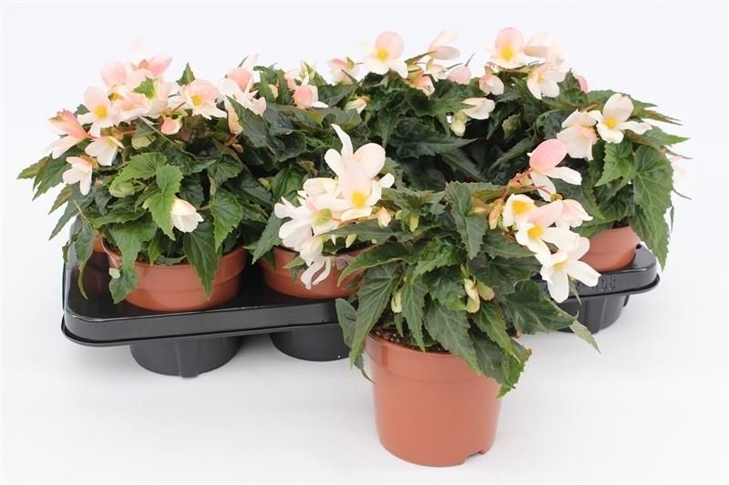 Begonia Bossa Nova Pure White 25cm 13cm Pot