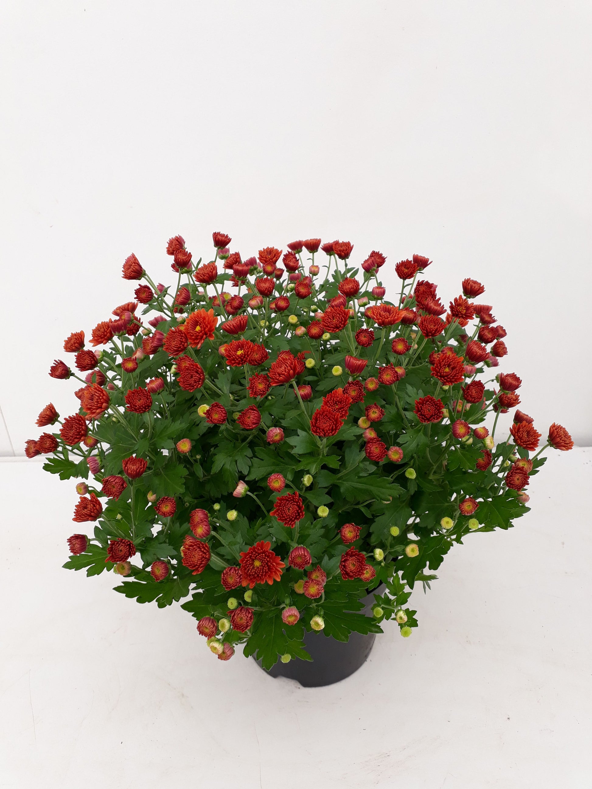 Chrysanthemum red 25cm 14cm Pot