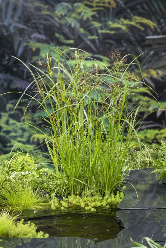 Cyperus longus 20cm 9cm Pot