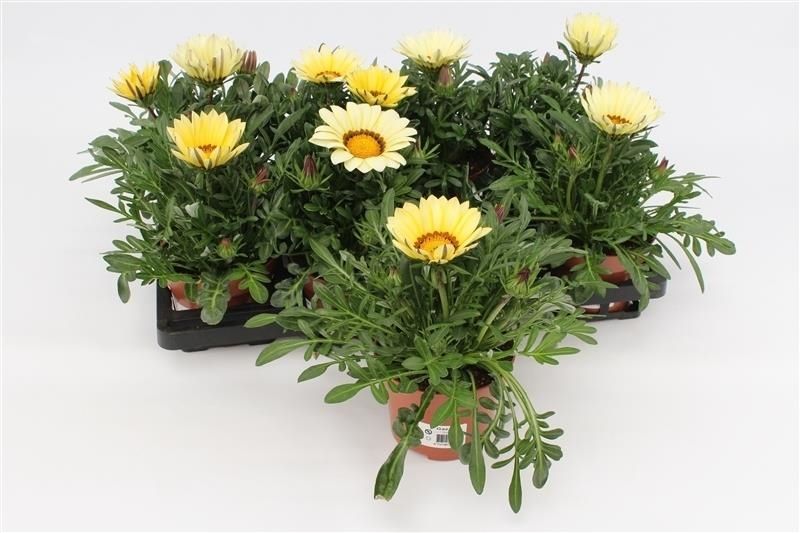 Gazania Kiss White 20cm 13cm Pot