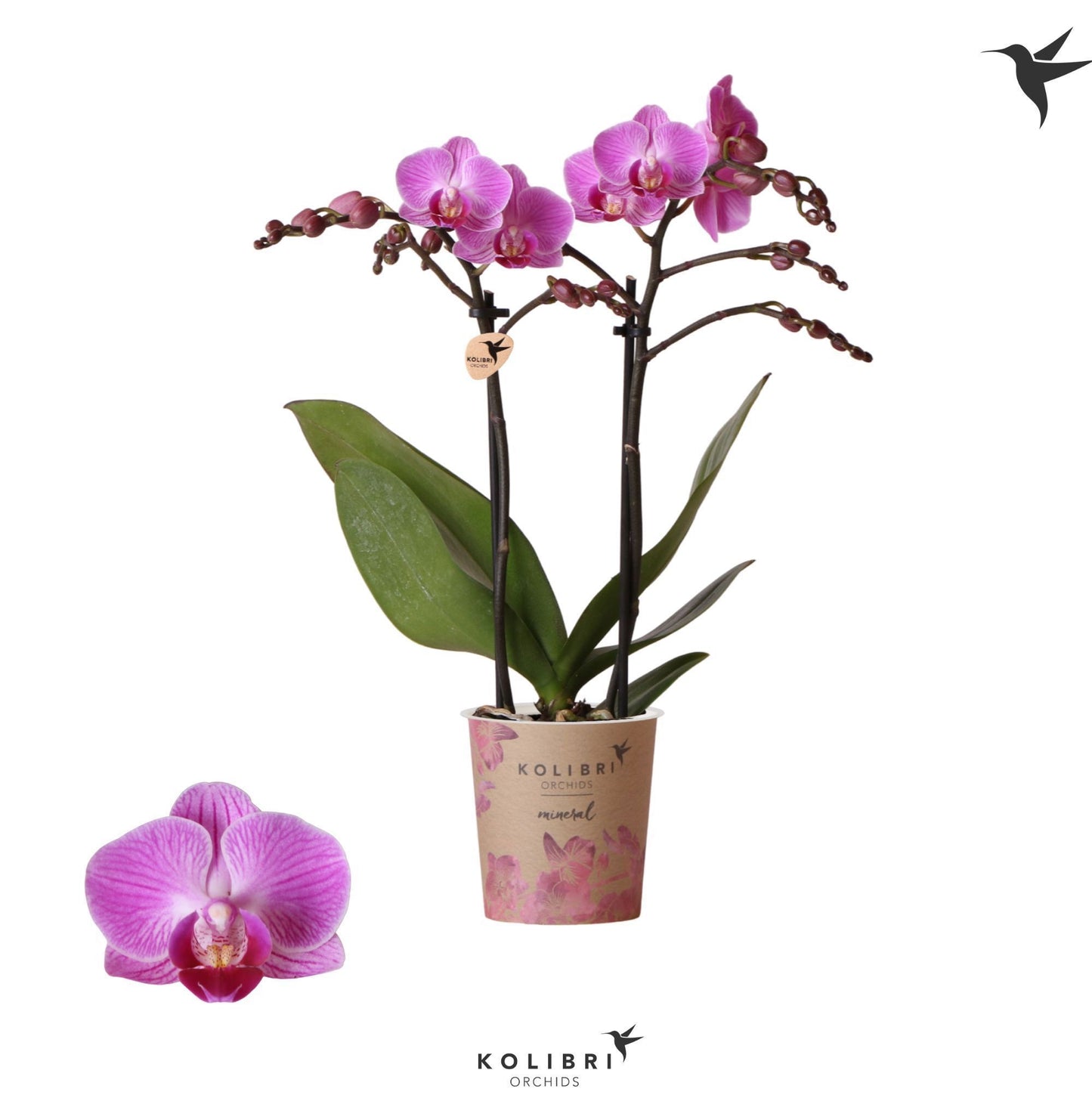 Phalaenopsis Vienna 40cm 9cm Pot
