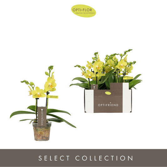 Phalaenopsis Vayenne 25cm 7cm Pot