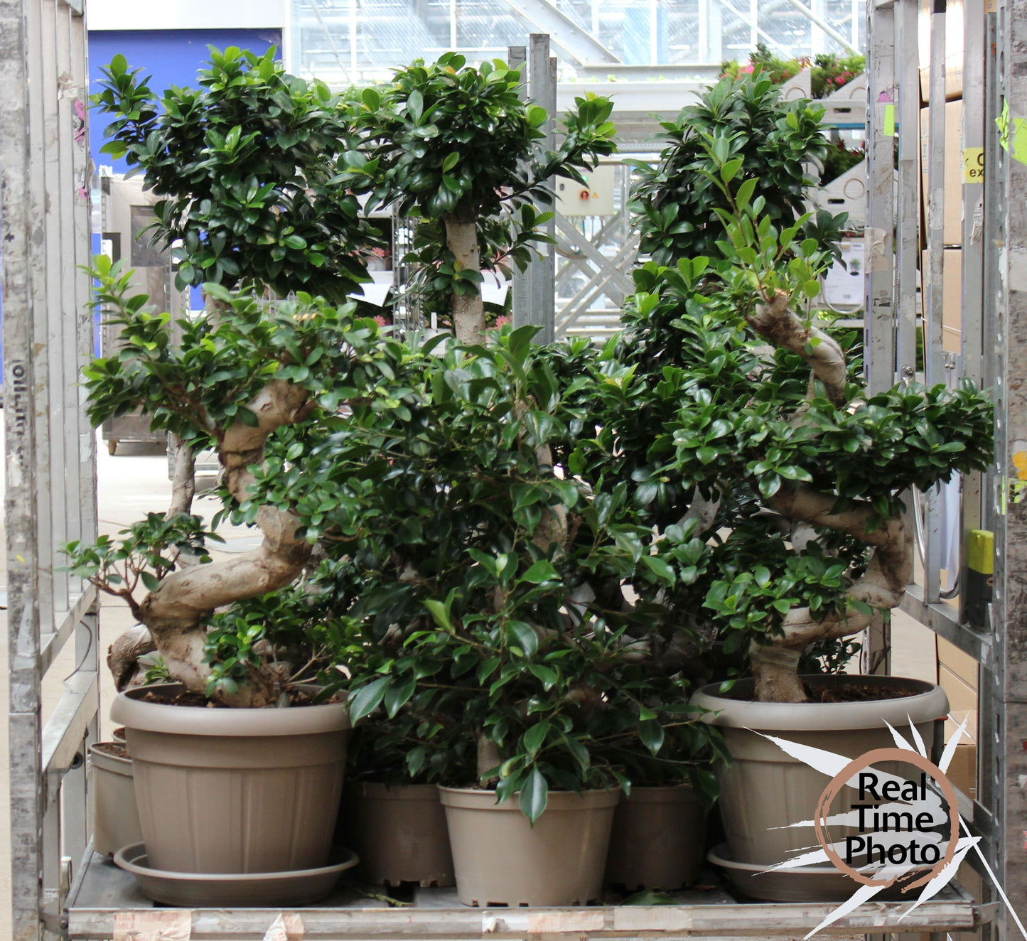 Ficus Ginseng 80cm 24cm Pot