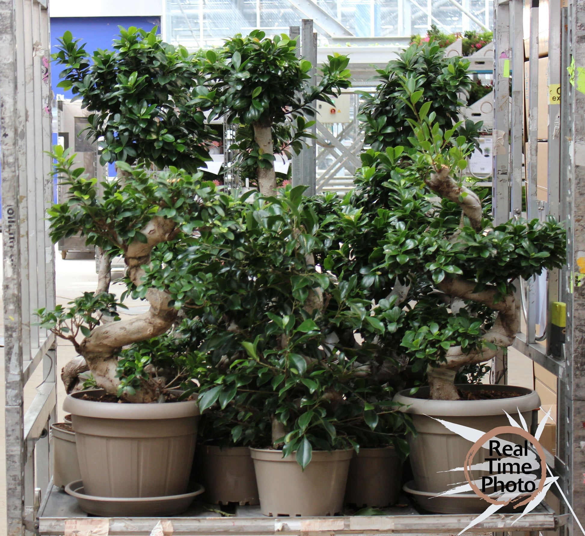 Ficus Ginseng 80cm 24cm Pot