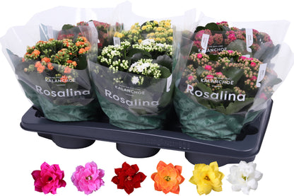 Kalanchoe Roselina mix 27cm 15cm Pot