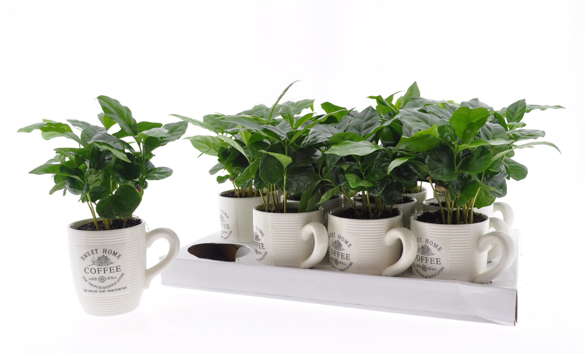 Coffea arabica 15cm 9cm Pot