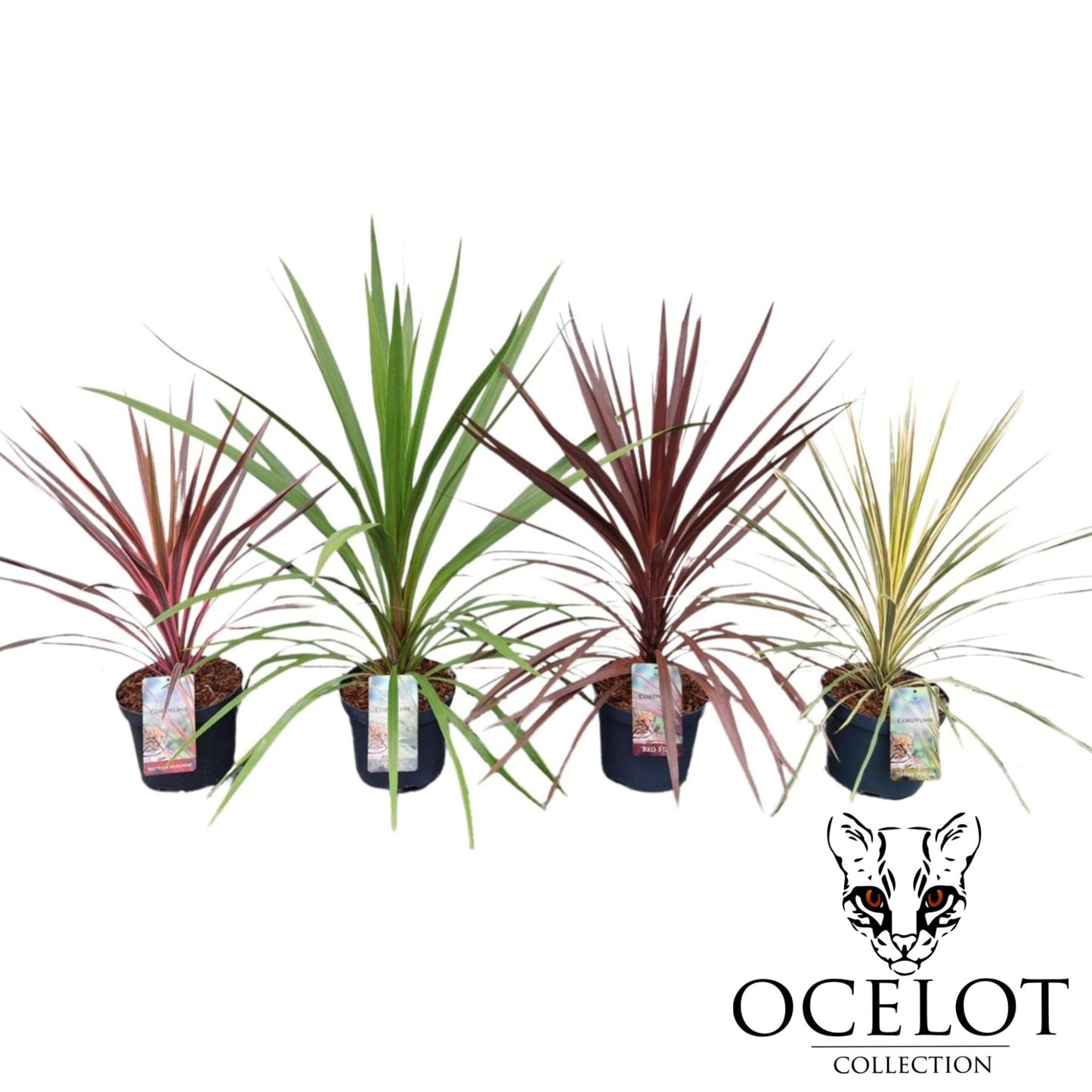 Cordyline Colour mix 80cm 26cm Pot