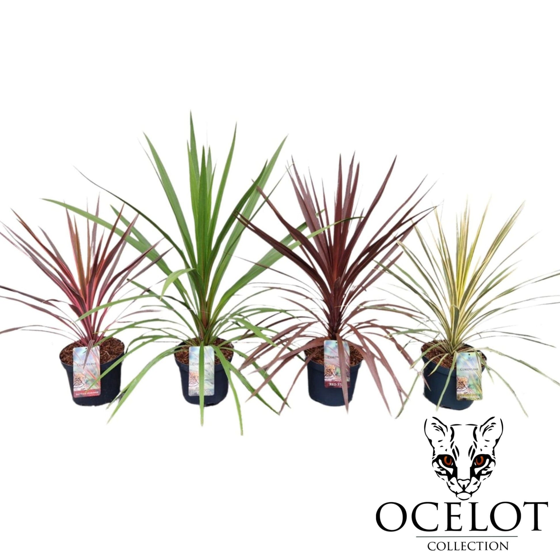Cordyline Colour mix 80cm 26cm Pot