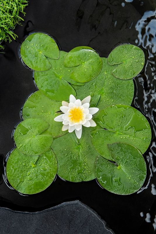 Nymphaea Virginalis geurend 30cm 18cm Pot