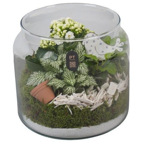 PTIG2622 Arrangementen kamerplanten 19cm 19cm Pot