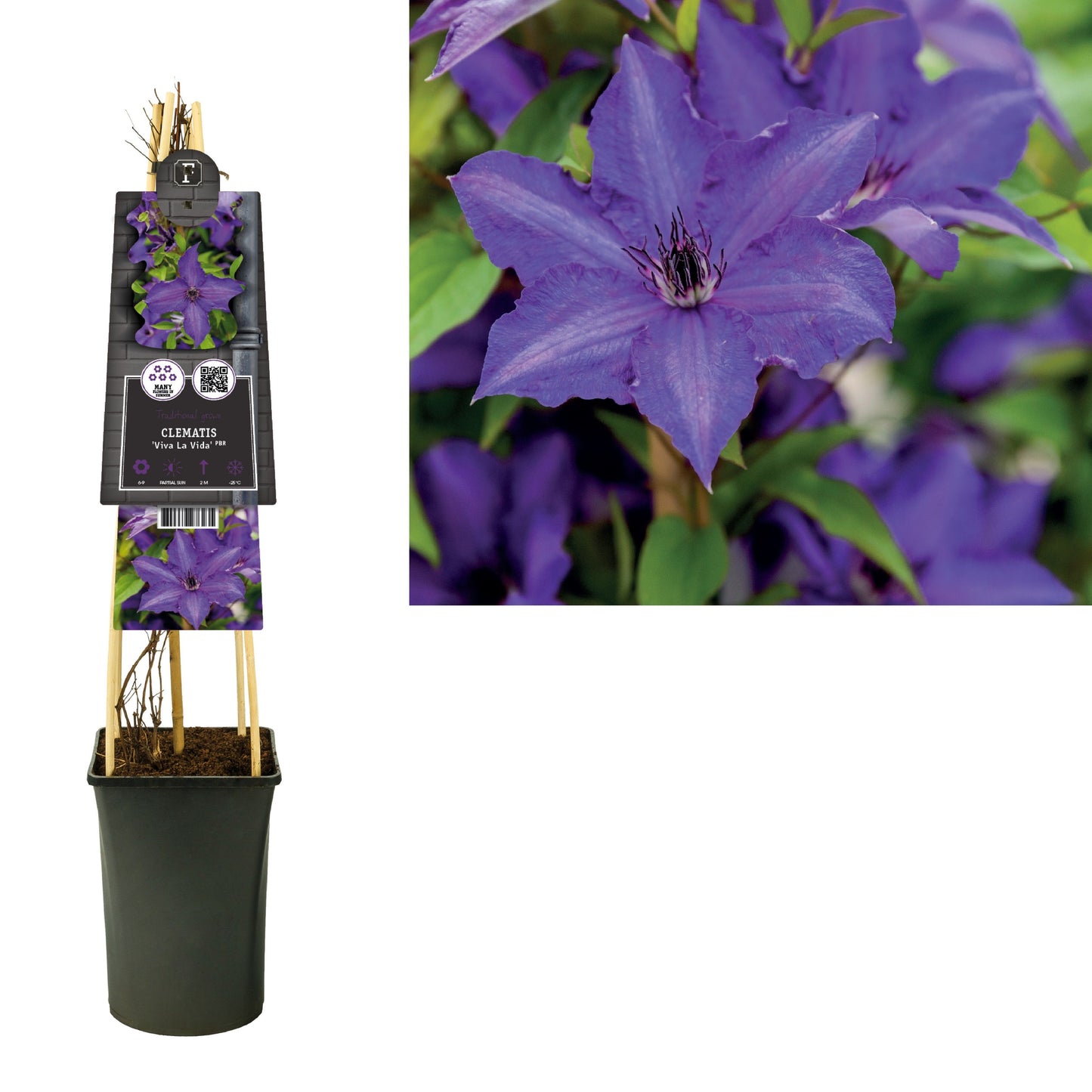 Clematis Viva La Vida 75cm 17cm Pot