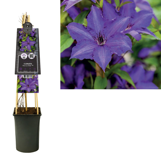 Clematis Viva La Vida 75cm 17cm Pot