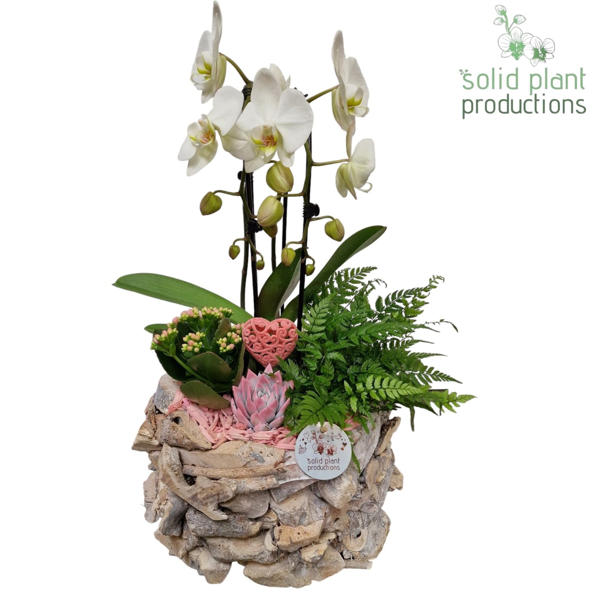 arr. Phalaenopsis PE008WWP 50cm 31cm Pot