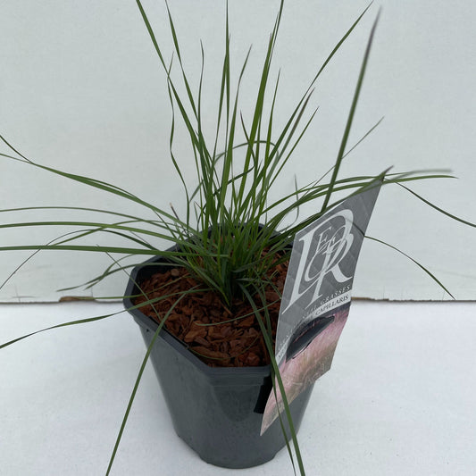 Muhlenbergia Capillaris 30cm 17cm Pot