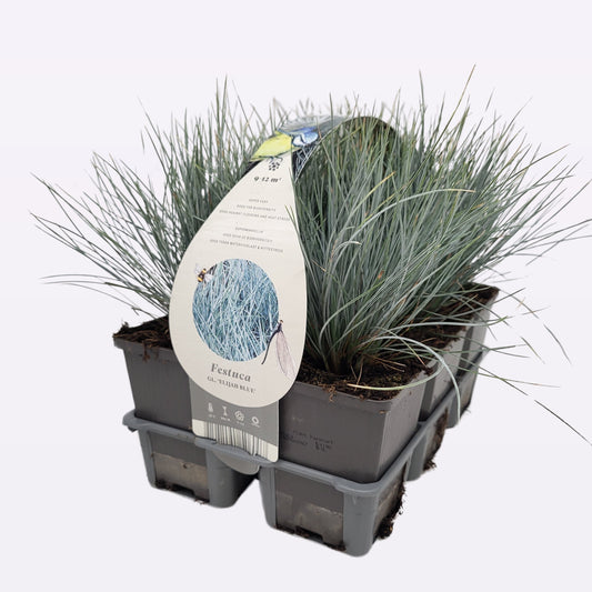 Festuca Elijah Blue 15cm 9cm Pot