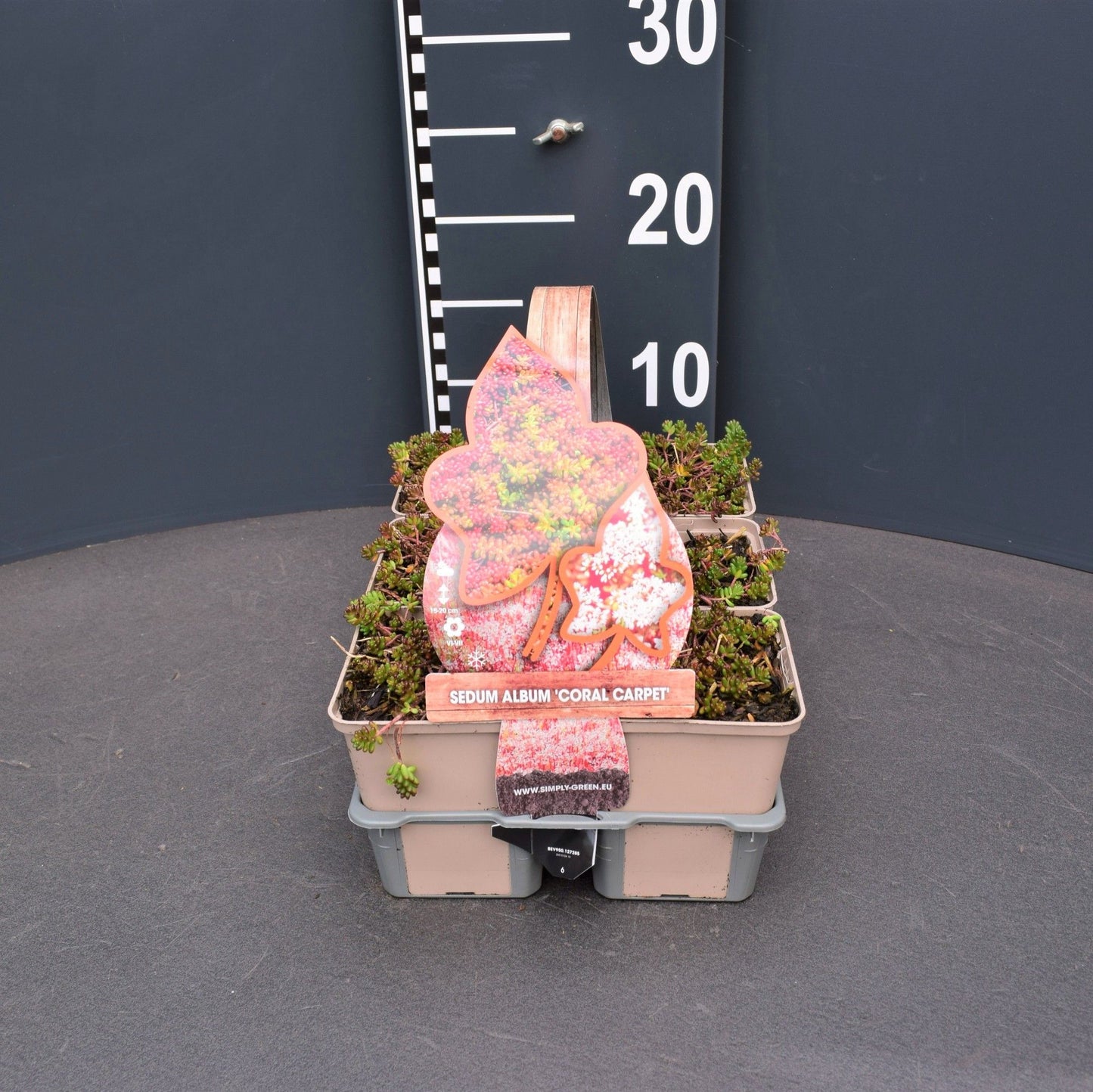 Sedum album Coral Carpet 10cm 9cm Pot
