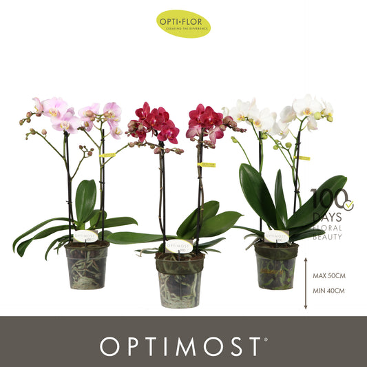 Phalaenopsis mf. mix 45cm 12cm Pot