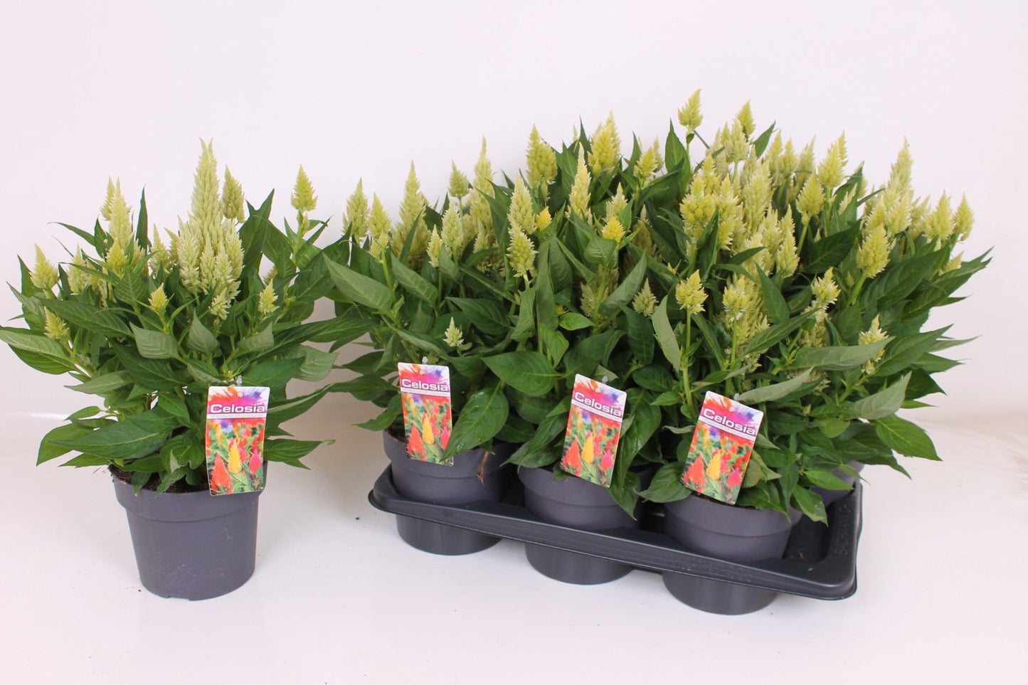 Celosia Kelos Fire Lime 40cm 17cm Pot