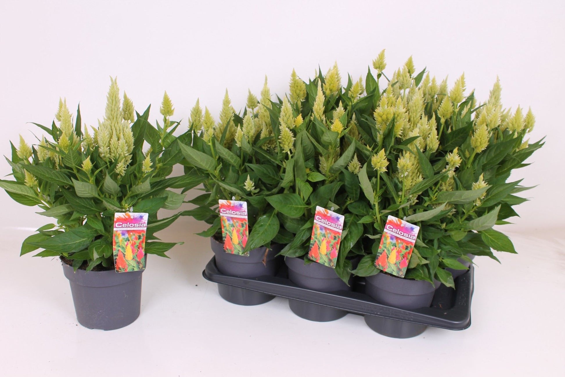 Celosia Kelos Fire Lime 40cm 17cm Pot