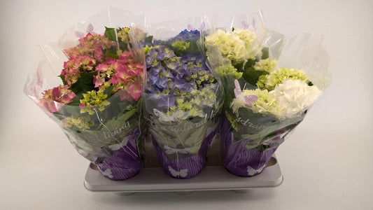 Hydrangea macrophylla mix 35cm 14cm Pot