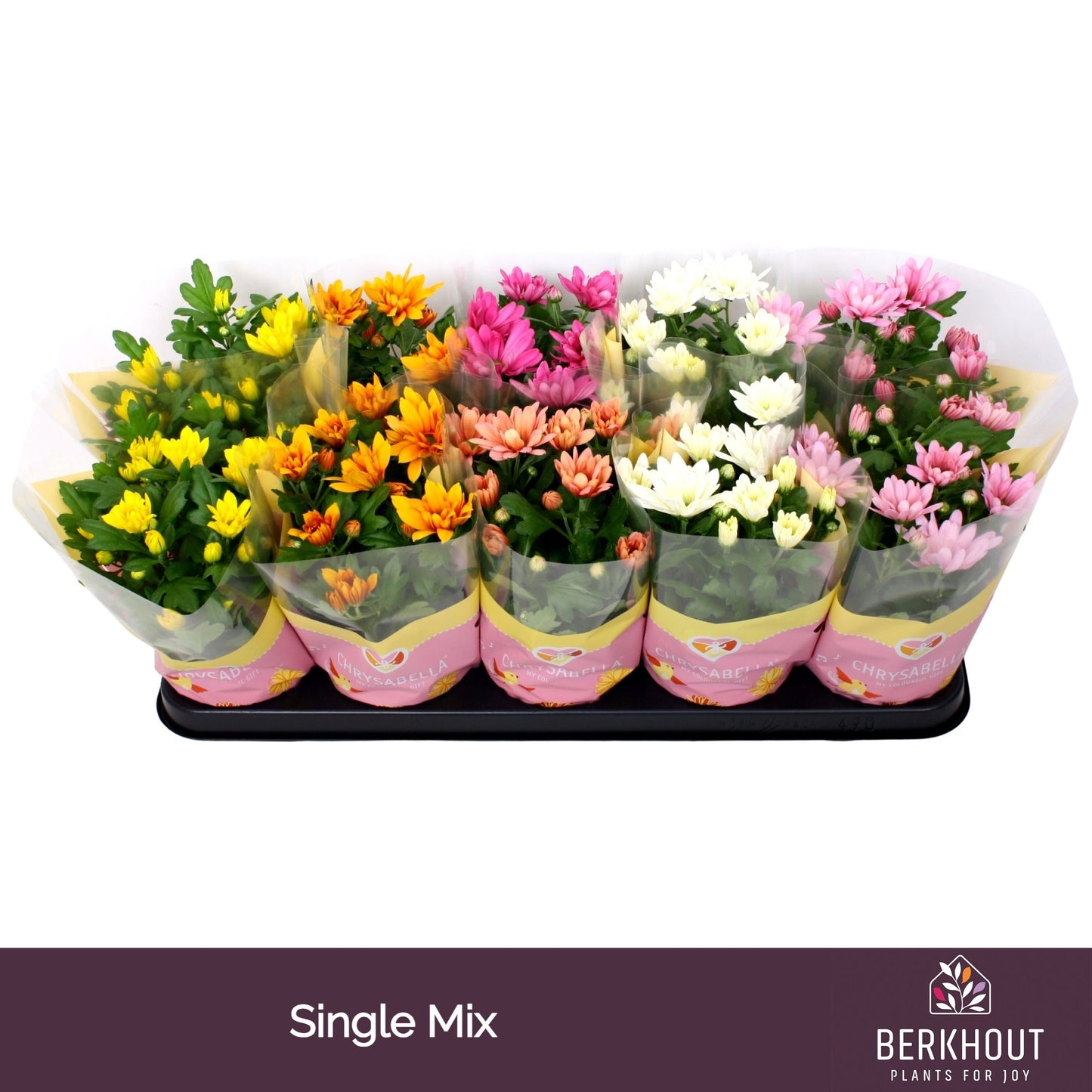Chrysanthemum mix Original 26cm 12cm Pot