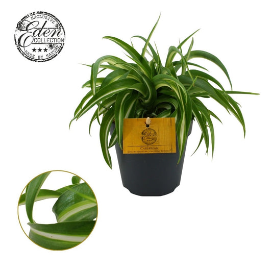Chlorophytum Bonnie 20cm 12cm Pot