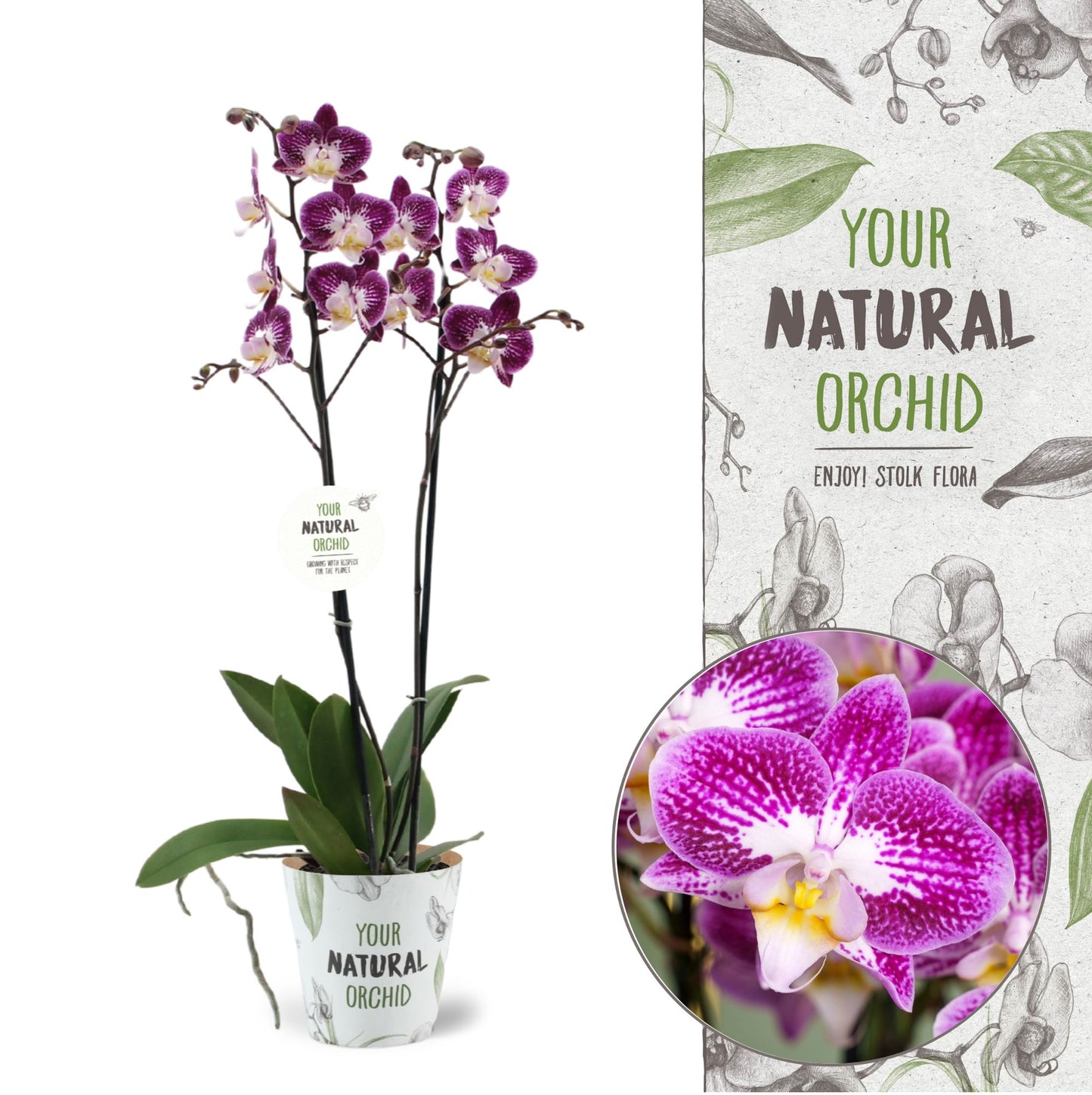 Phalaenopsis Nicole Uniquole 60cm 12cm Pot