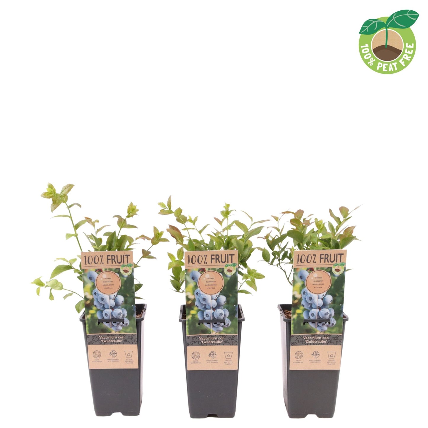 Vaccinium Goldtraube (Blueberry) 40cm 15cm Pot