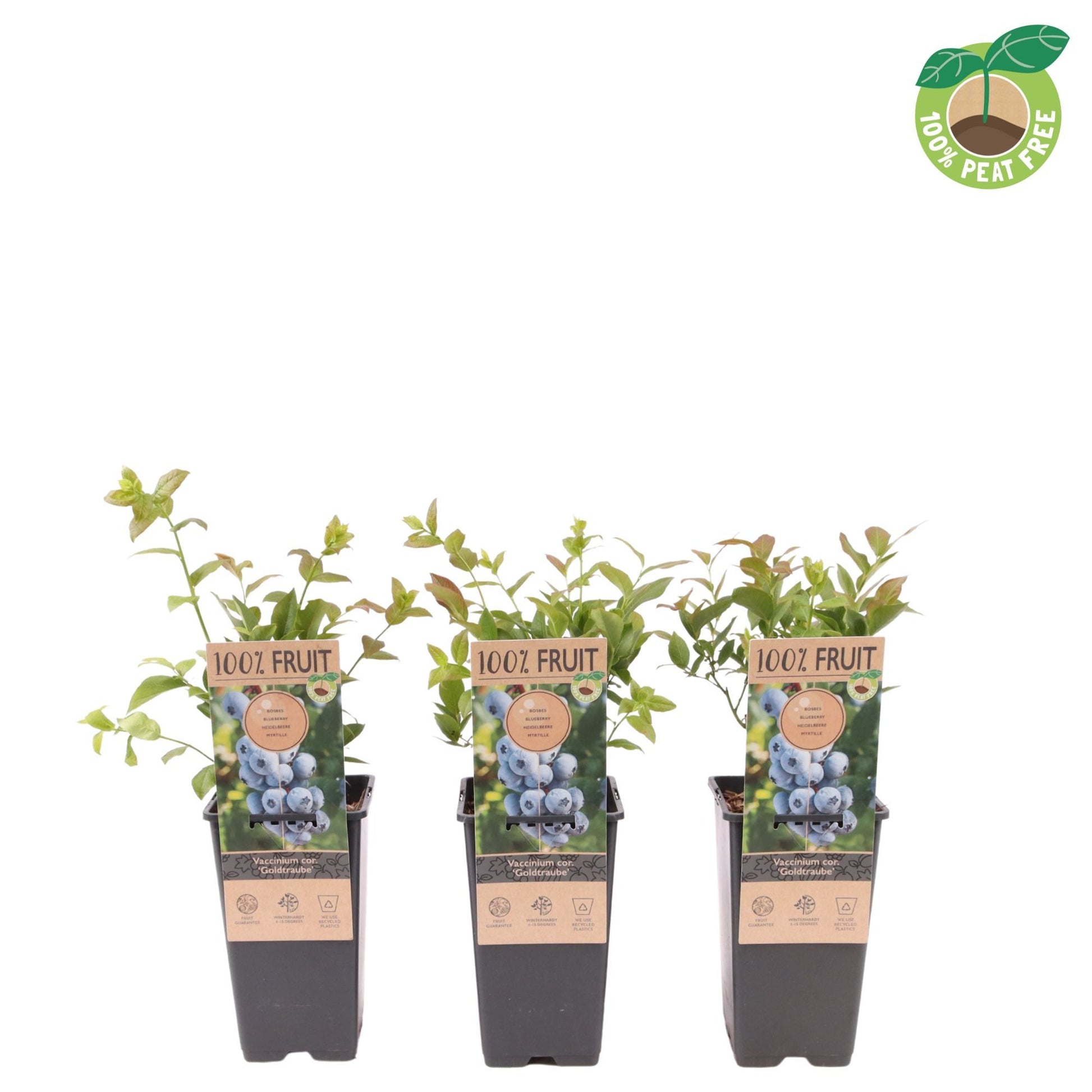 Vaccinium Goldtraube (Blueberry) 40cm 15cm Pot
