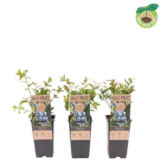 Vaccinium Goldtraube (Blueberry) 40cm 15cm Pot