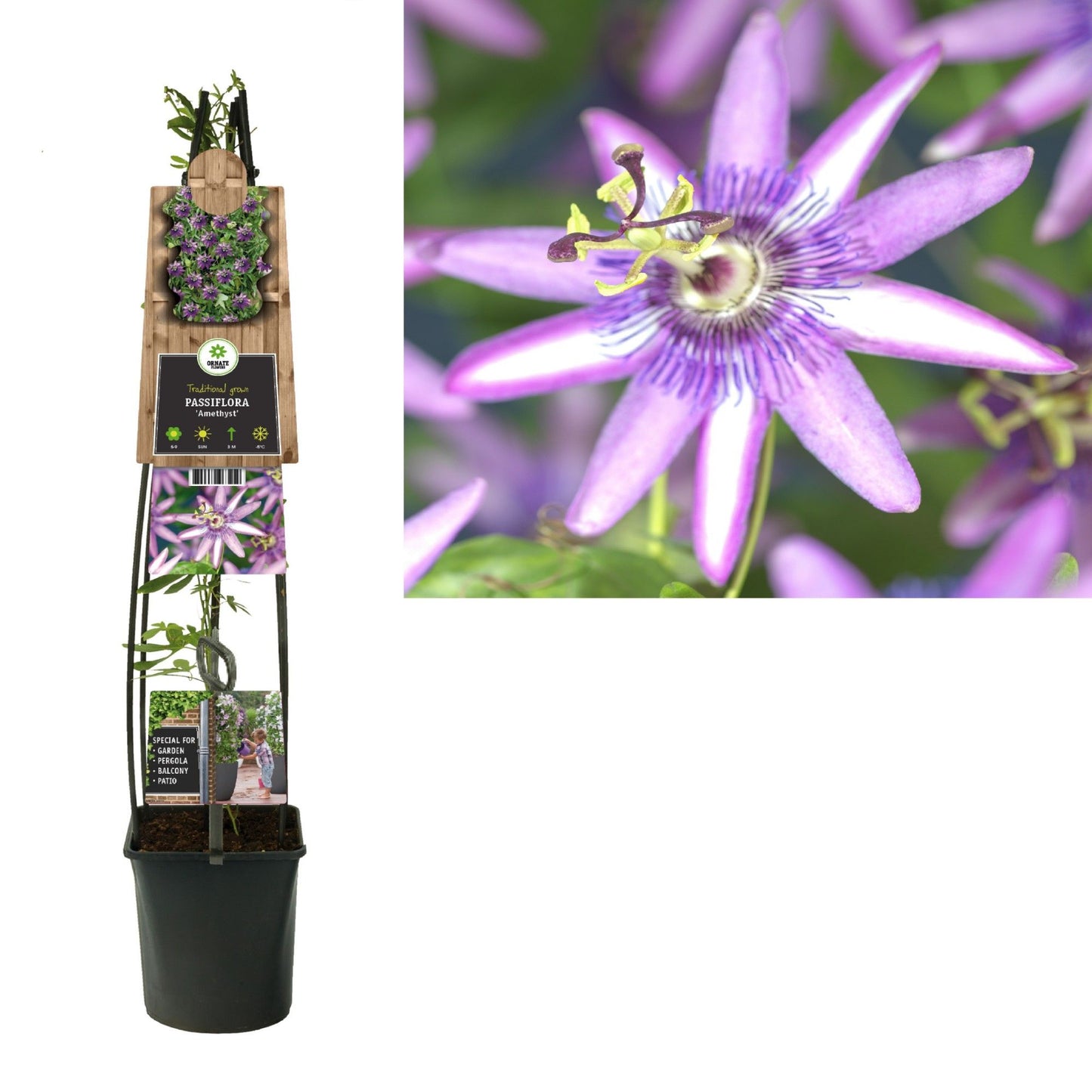 Passiflora Amethyst 115cm 23cm Pot