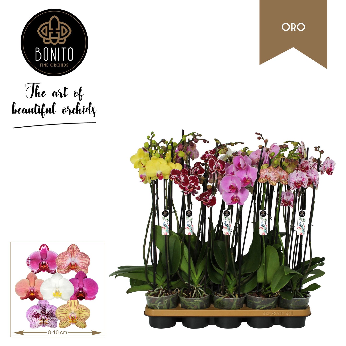 Phalaenopsis mix Oro 65cm 12cm Pot