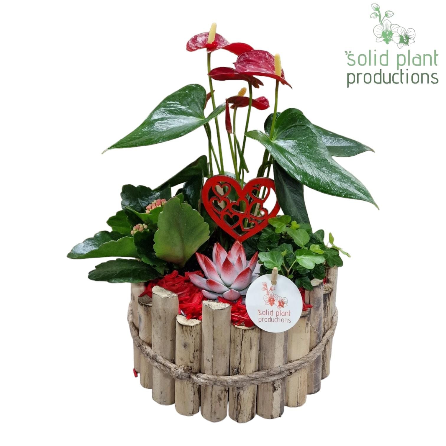 arr. Anthurium HVAE002RED 40cm 23cm Pot