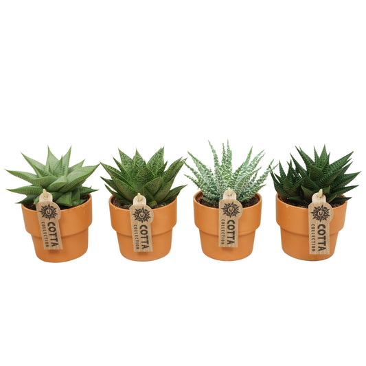 Aloe/Haworthia (+ drp.terracotta) 16cm Special Pot (508)