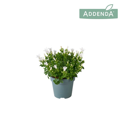 Campanula Ambella white 17cm 10.5cm Pot