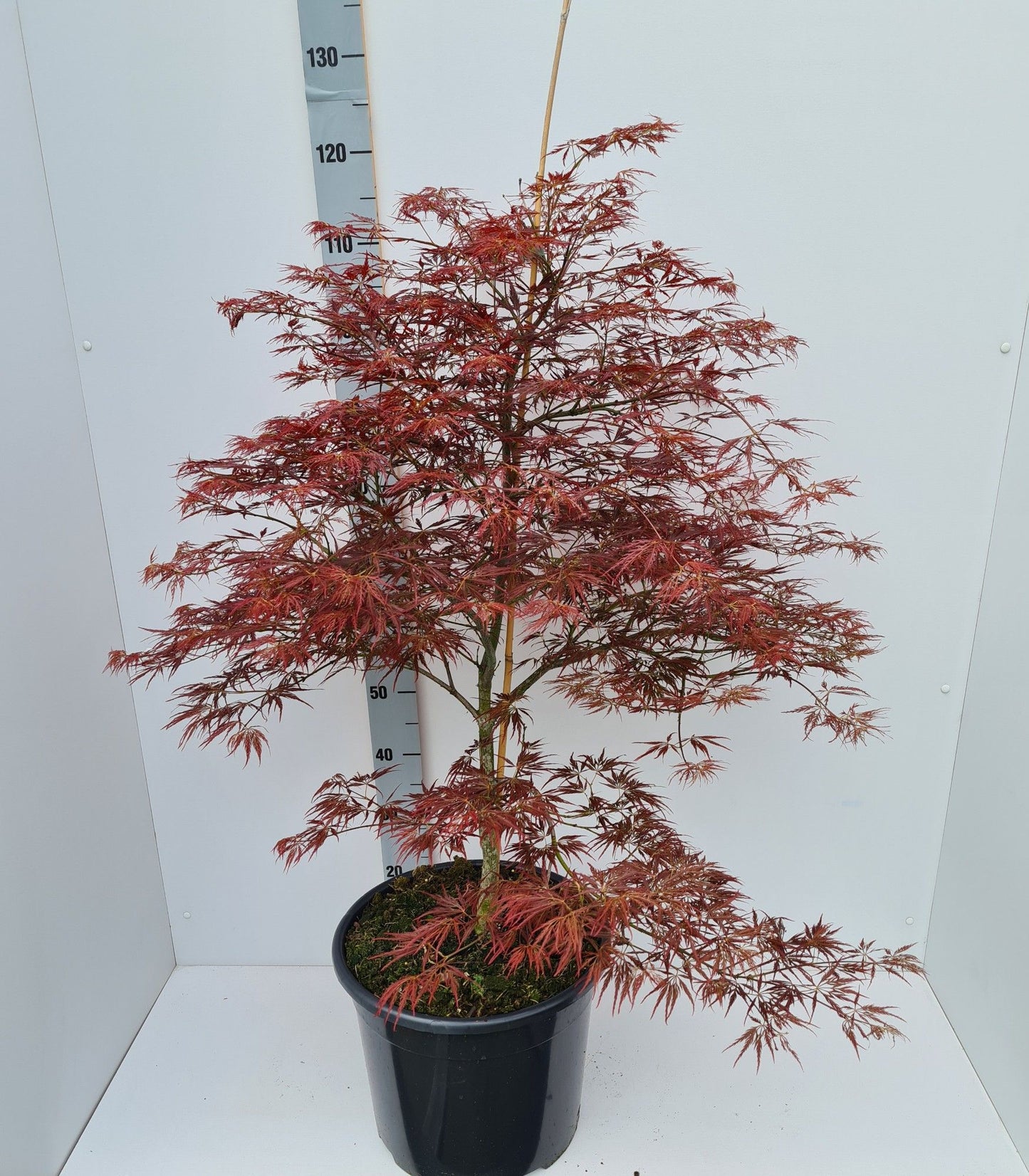 Acer palm. Ornatum 150cm 36cm Pot