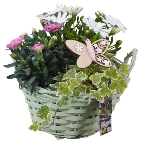 PTPP6953 Arrangementen Perkplanten 25cm 20cm Pot