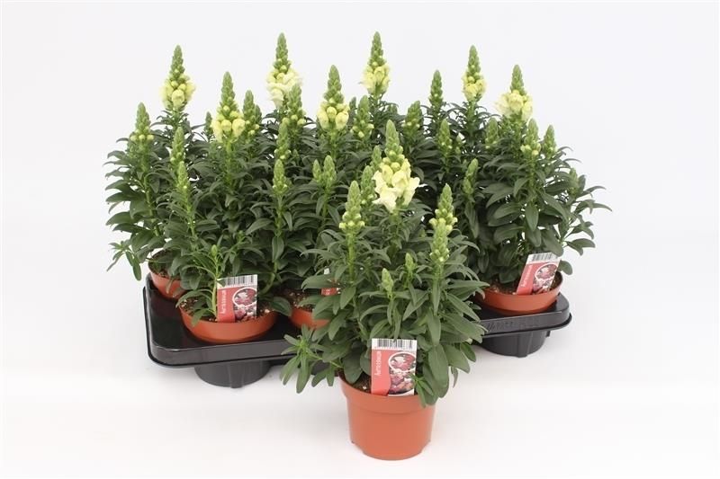 Antirrhinum white 35cm 13cm Pot