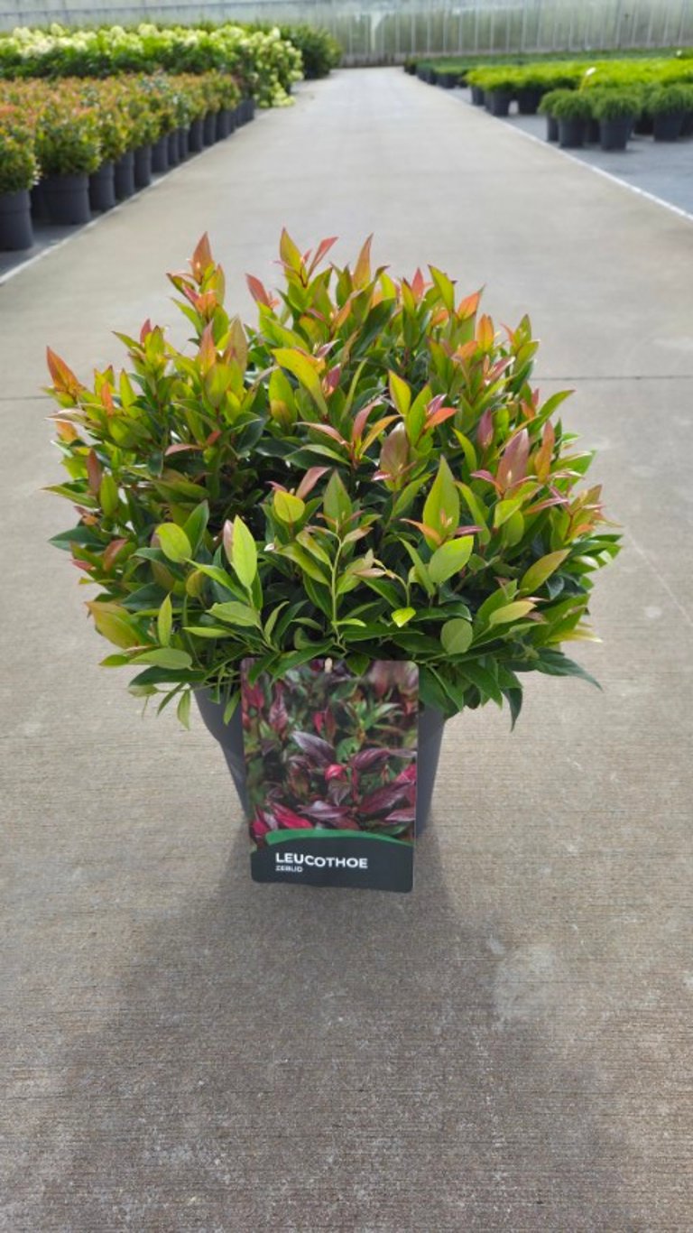 Leucothoe axi. Zeblid 55cm 27cm Pot