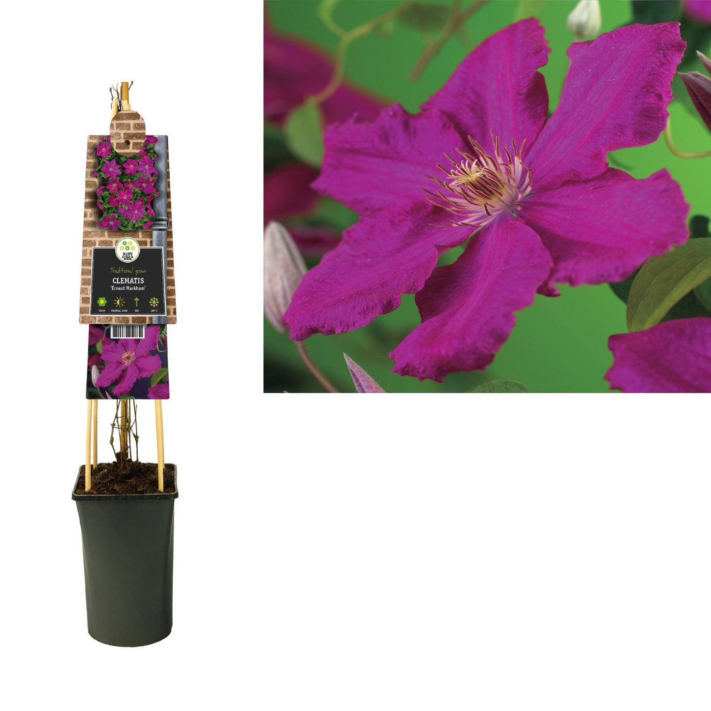 Clematis jac. Ernest Markham 75cm 17cm Pot