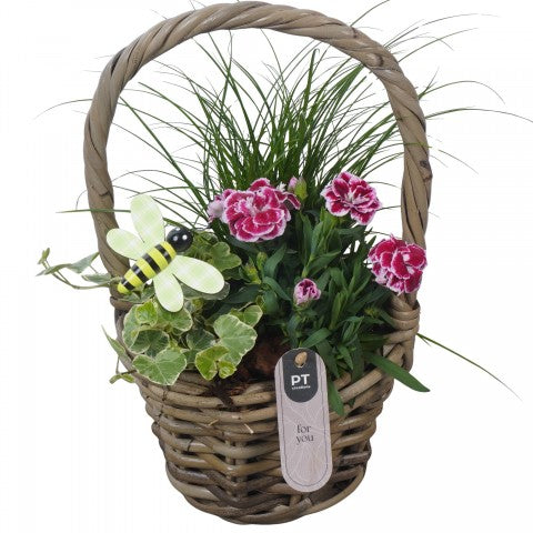 PTPP7029 Arrangementen Perkplanten 31cm 17cm Pot